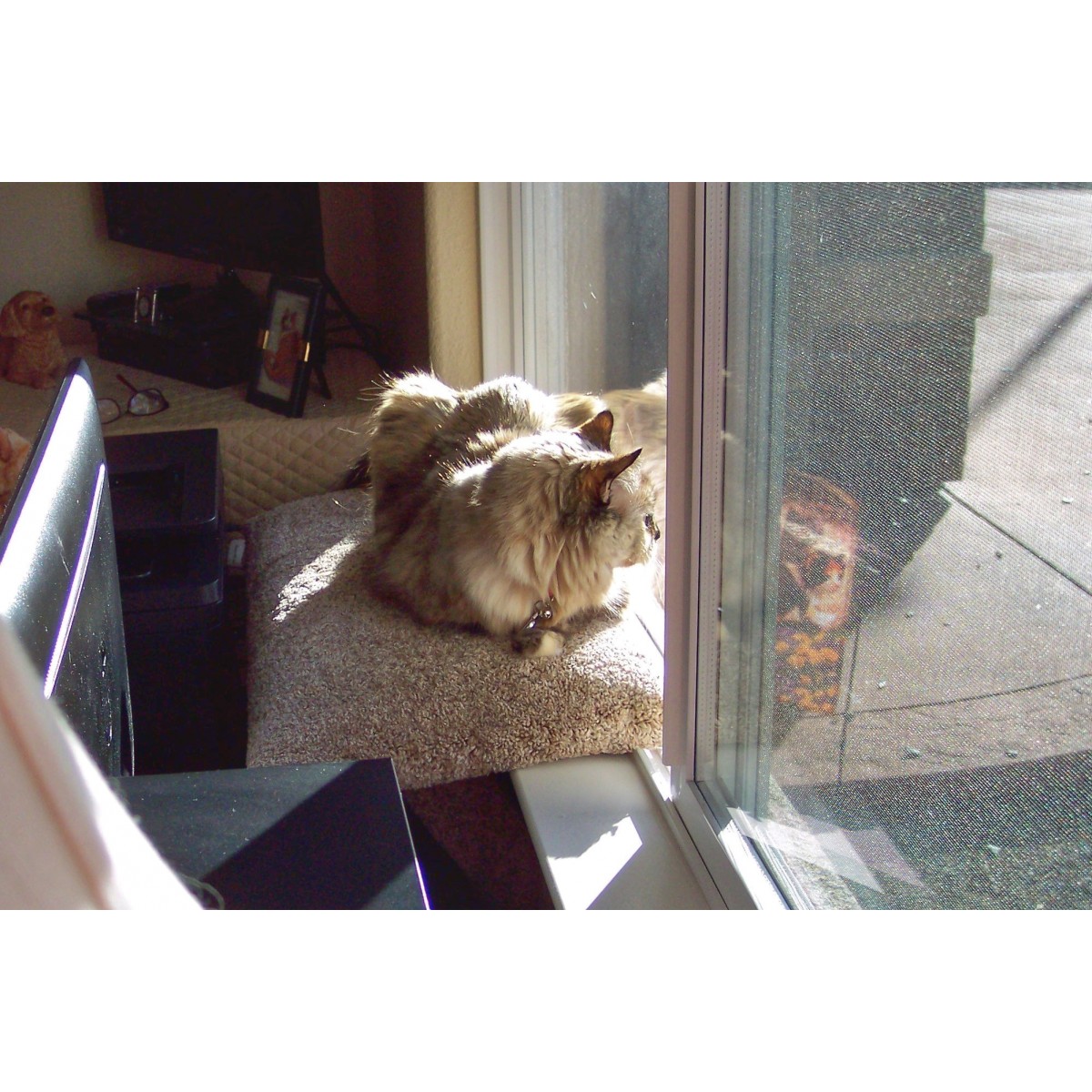 Carpeted Cat Window Perch for Large Cats